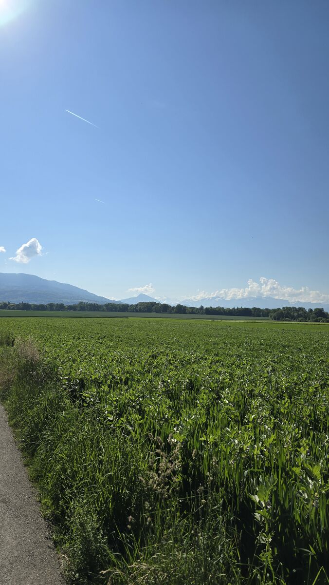 mid race - mont-blanc